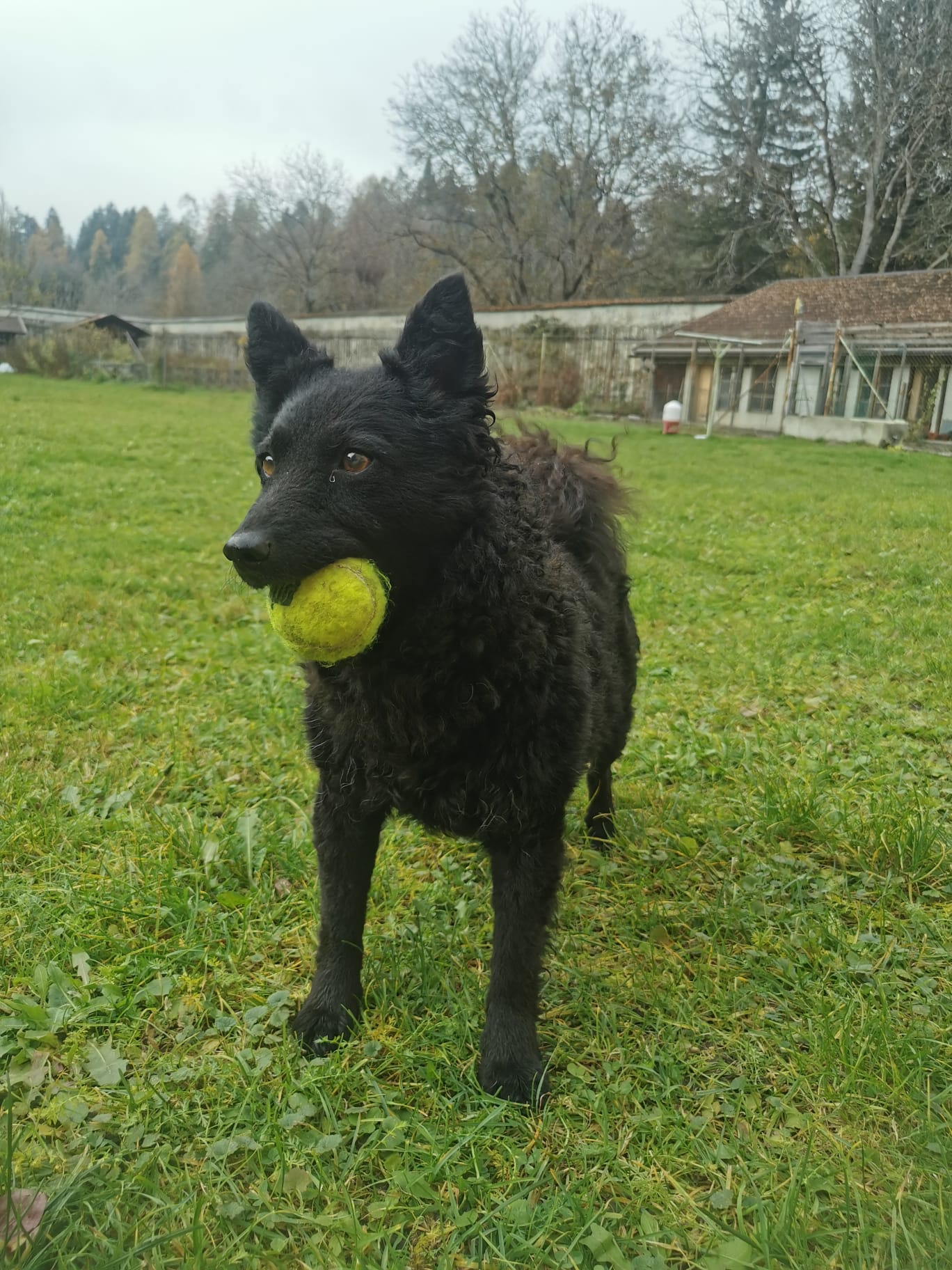 Tierheim Obervintl